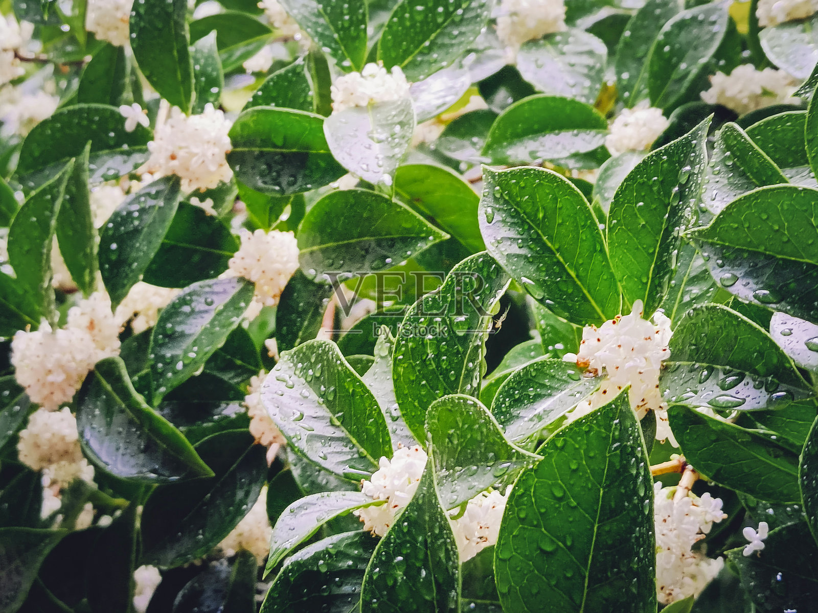 桂花树开花。特写，选择性对焦。照片摄影图片