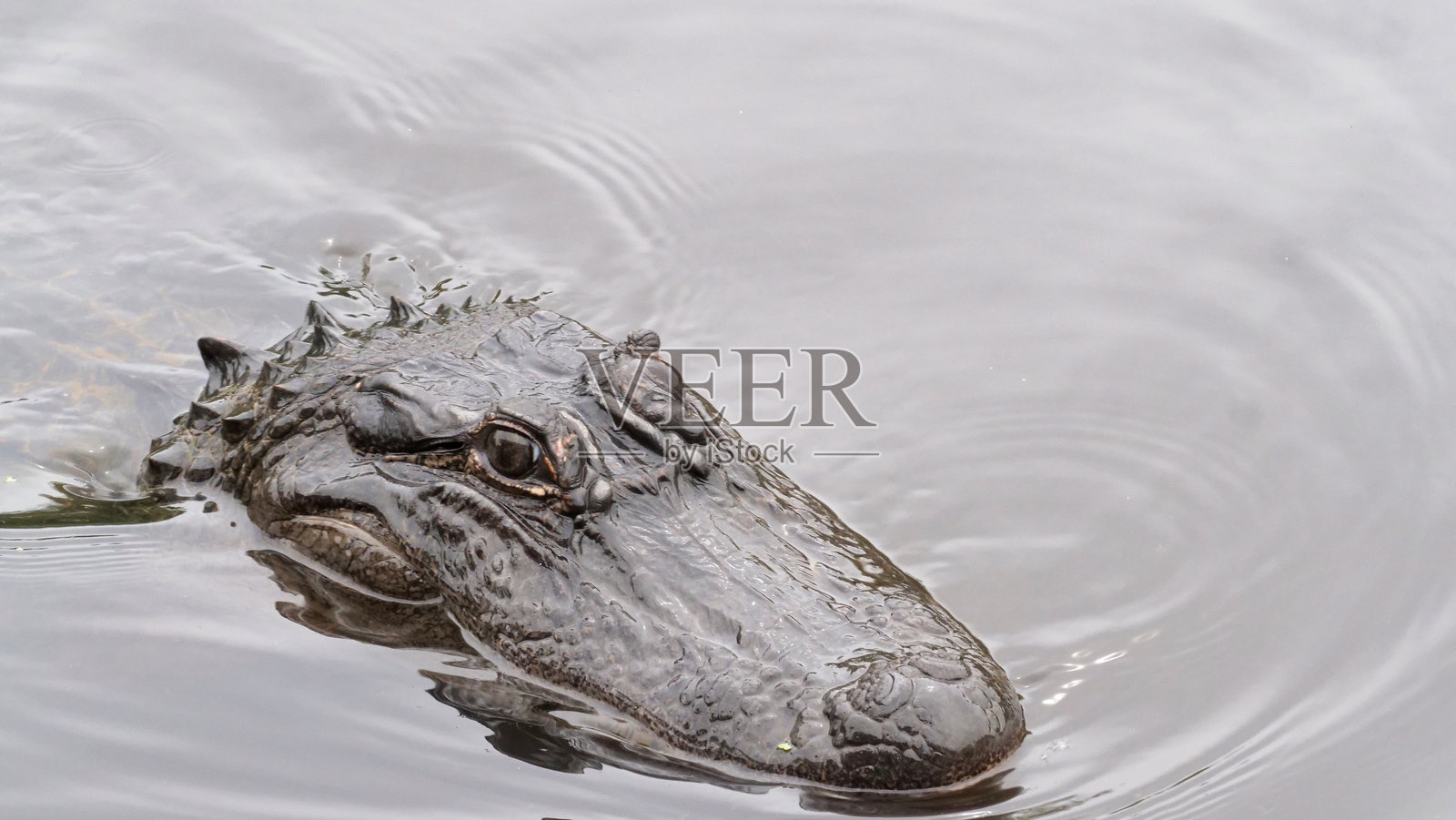 美国短吻鳄头部侧面特写照，在路易斯安那州巴尤水面上，美国路易斯安那州照片摄影图片