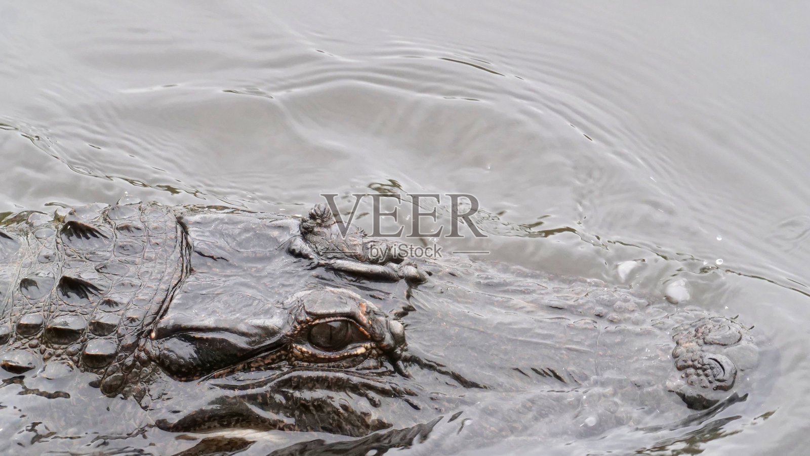 潜伏在路易斯安那州沼泽浑水中的鳄鱼头部和眼睛特写，美国路易斯安那州照片摄影图片