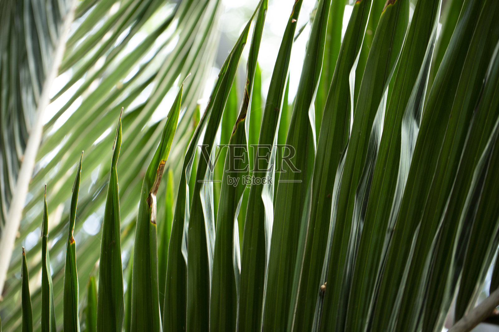 几片蕨叶照片摄影图片