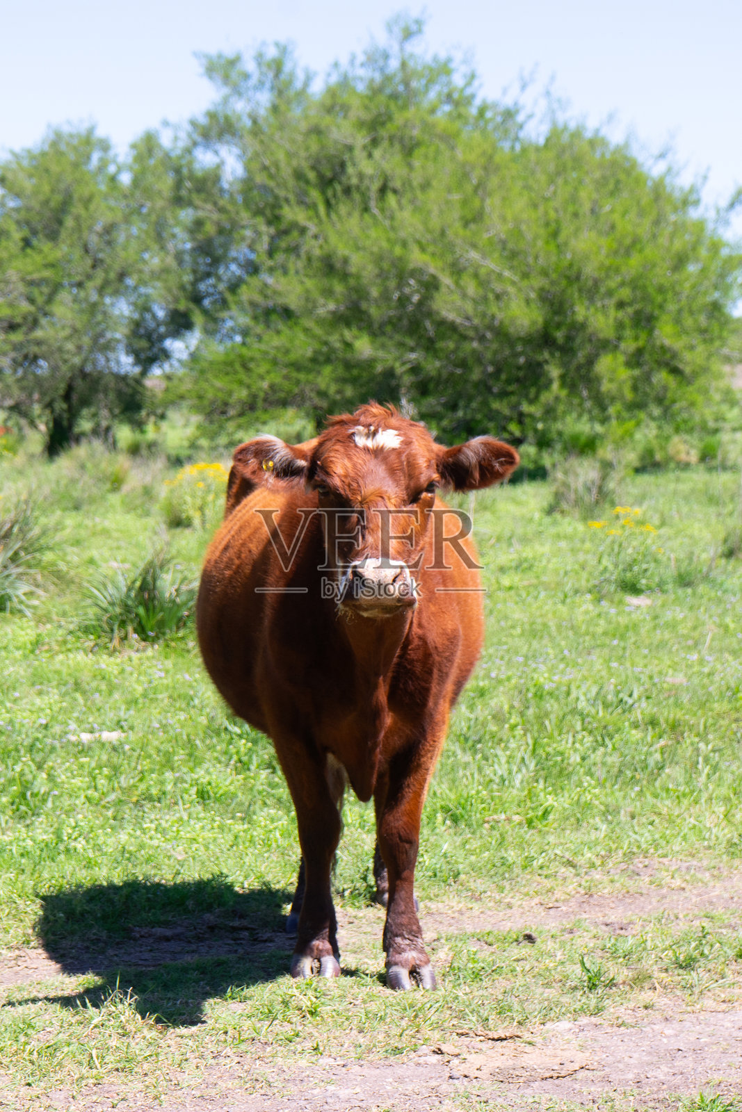安格斯牛特写，竖构图照片摄影图片