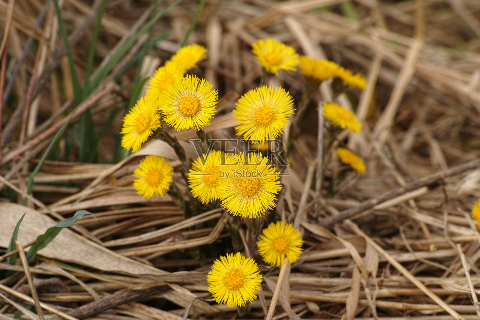 款冬花 (Tussilago farfara)照片摄影图片