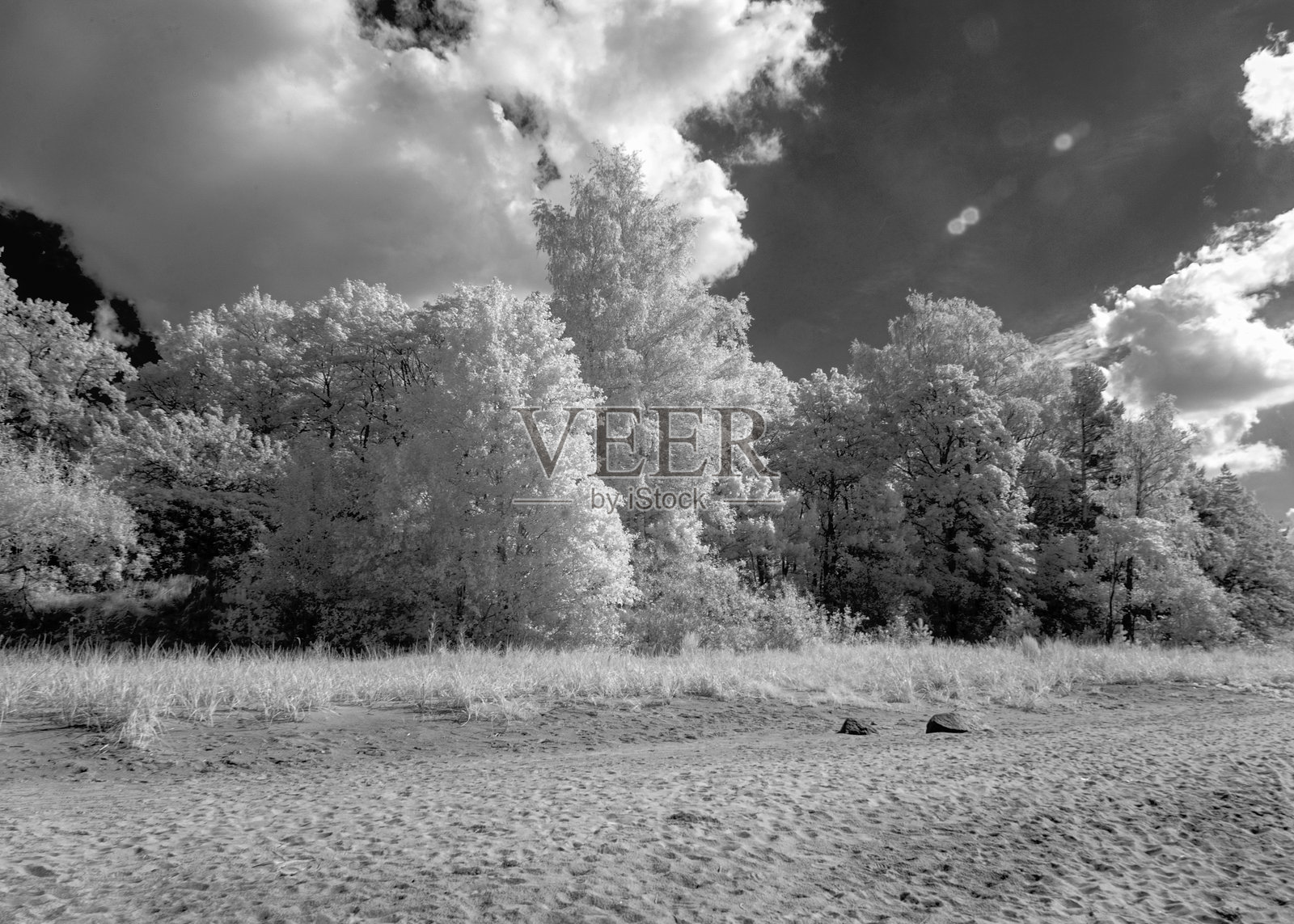 黑白风景照，有树木和建筑，看起来像冬天，使用红外滤镜拍摄照片摄影图片