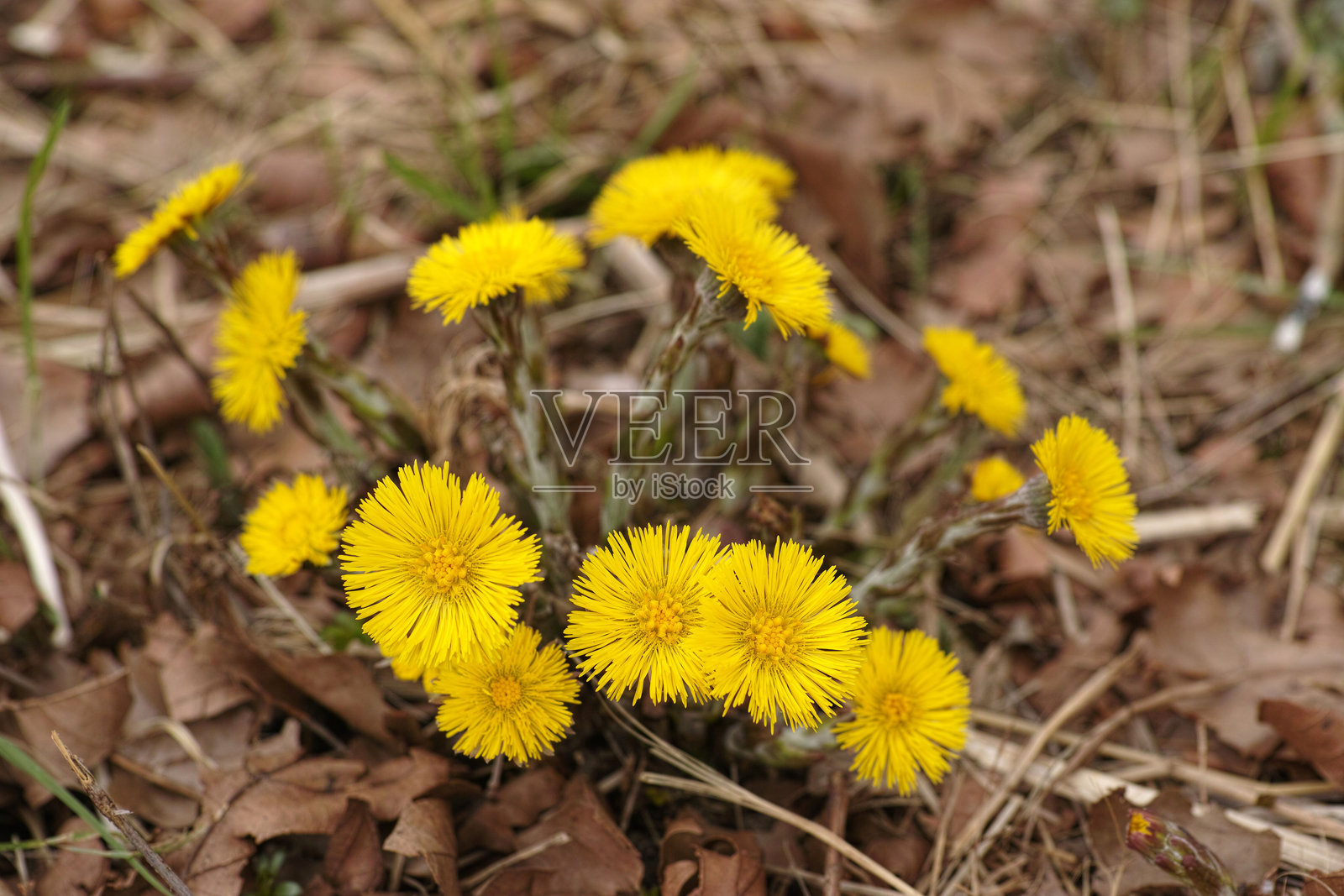 款冬花 (Tussilago farfara)照片摄影图片