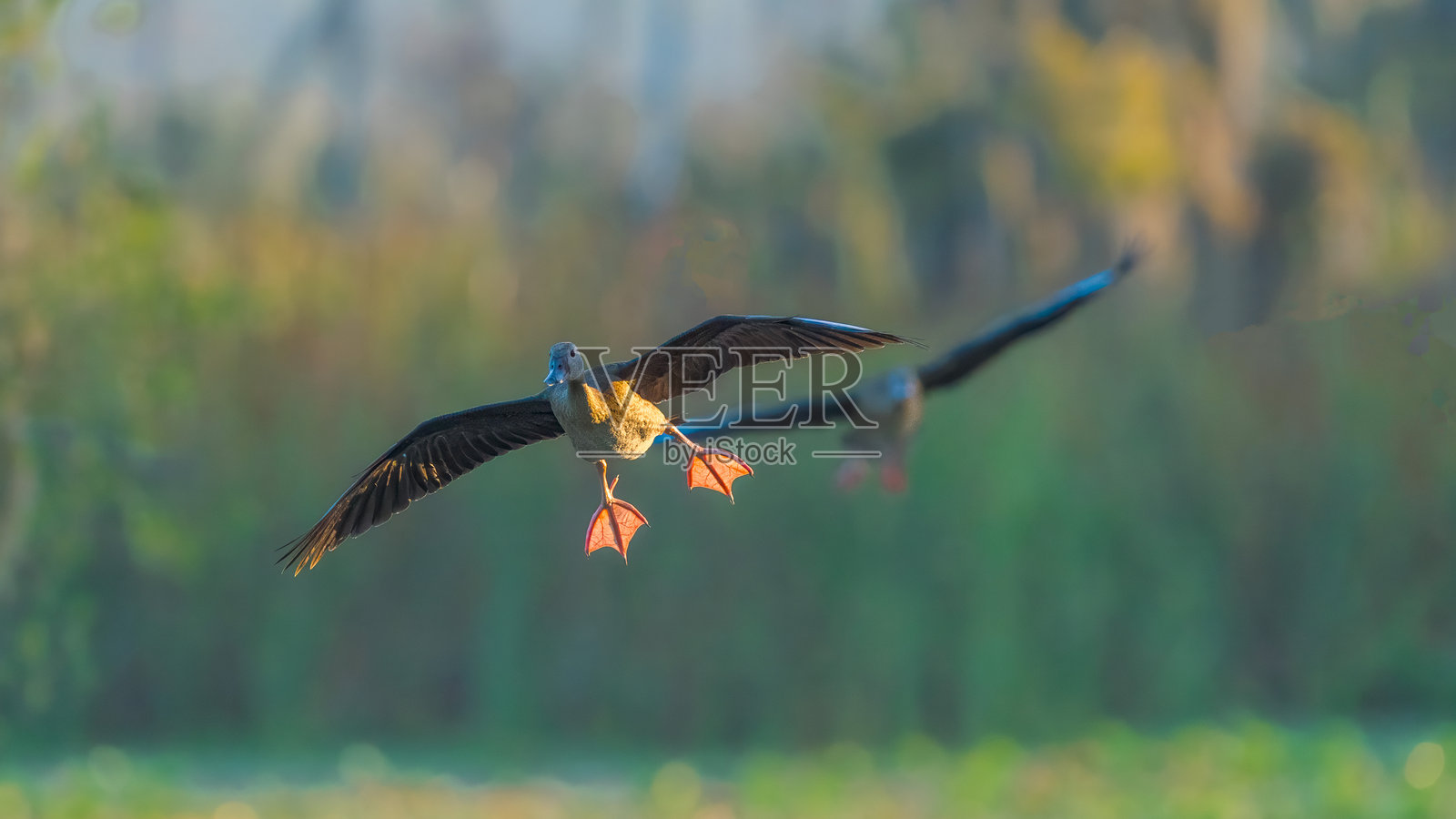 黑腹红嘴鸭（Dendrocygna autumnalis），佛罗里达州，美国照片摄影图片