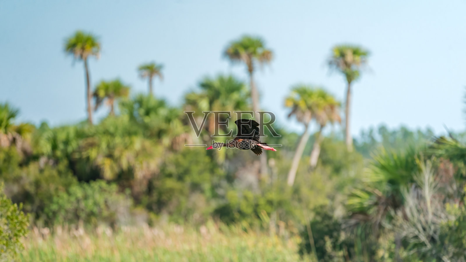 黑腹红嘴鸭（Dendrocygna autumnalis），美国佛罗里达州奥兰多湿地公园照片摄影图片