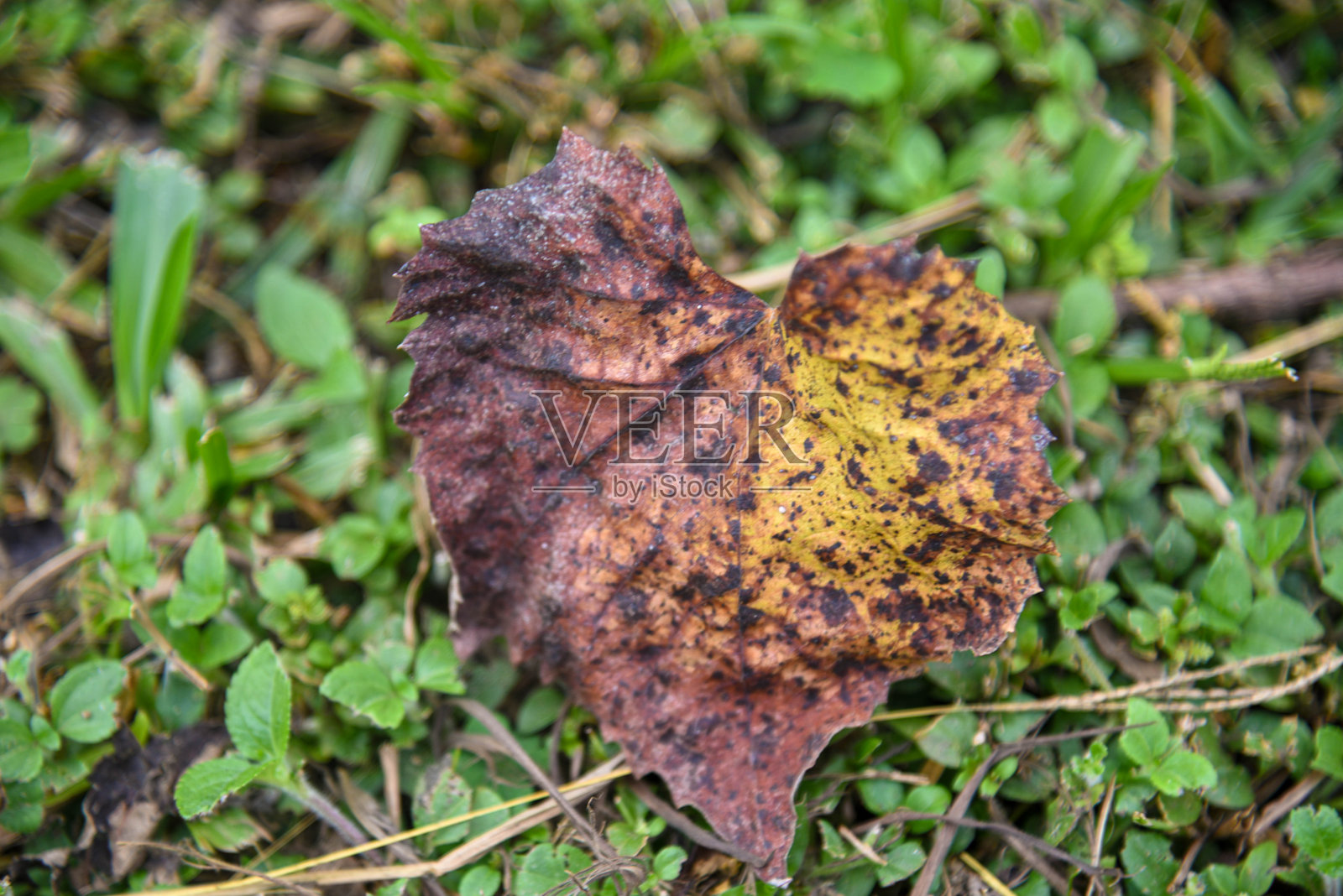 掉落的梧桐叶 (Platanus × acerifolia)照片摄影图片