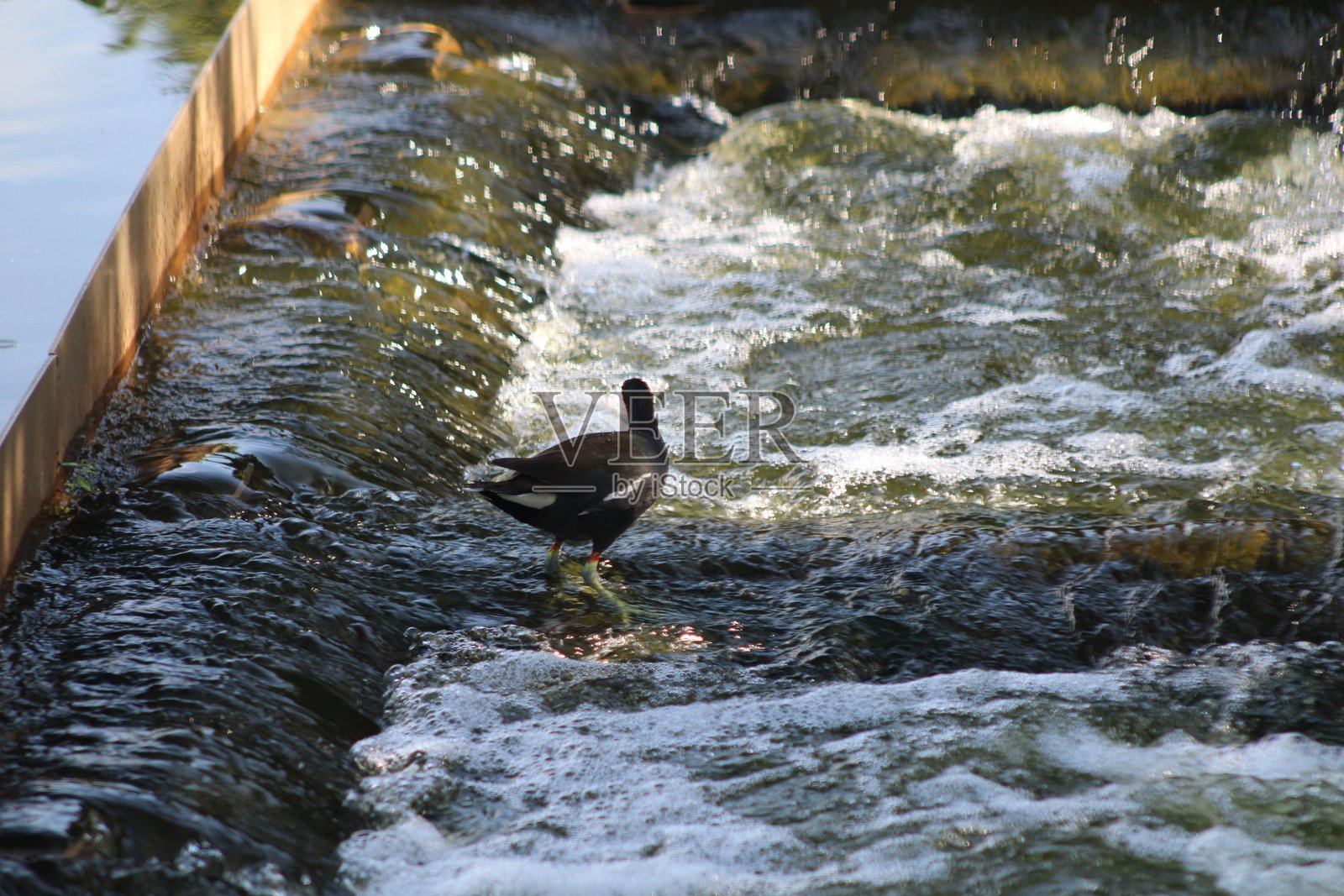红冠水鸡在溪流中站立捕鱼，背景是水。照片摄影图片