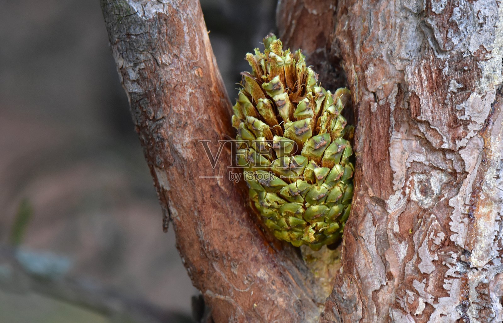 森林中树上的松果，特写照片摄影图片