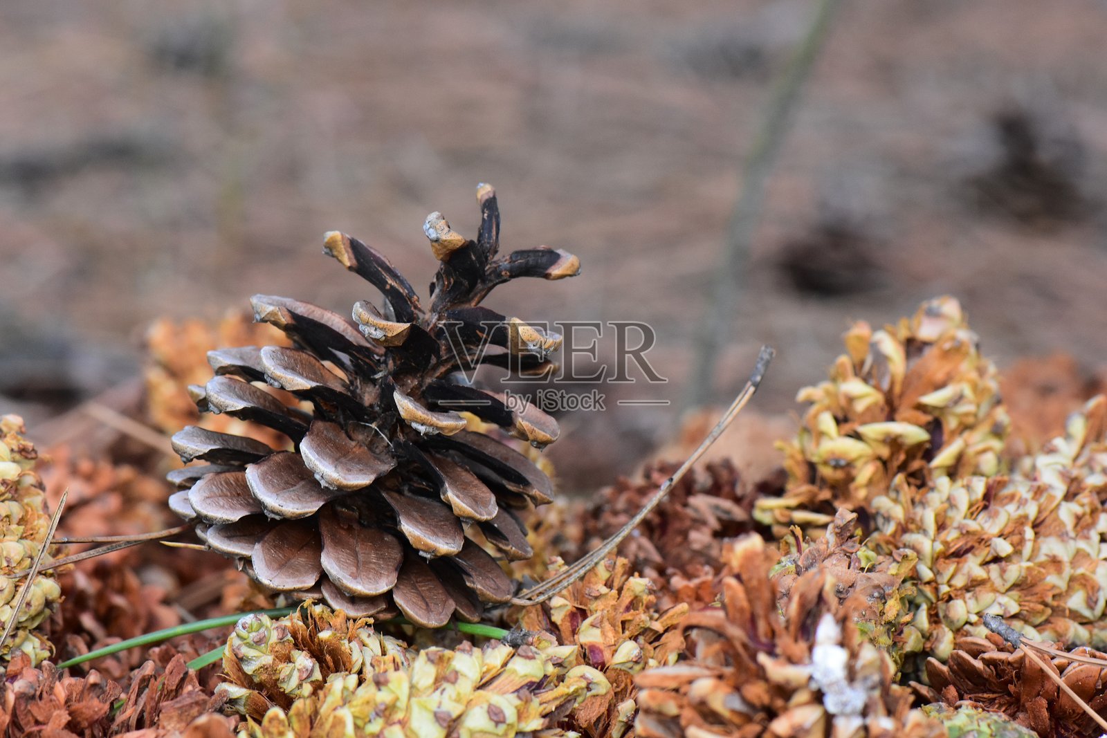 初春时节，森林地面上的松果照片摄影图片