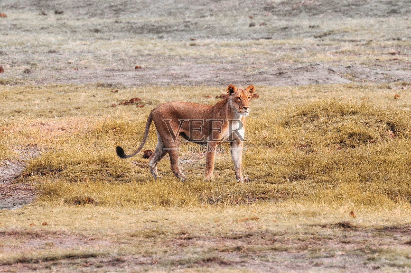 博茨瓦纳乔贝国家公园的母狮照片摄影图片