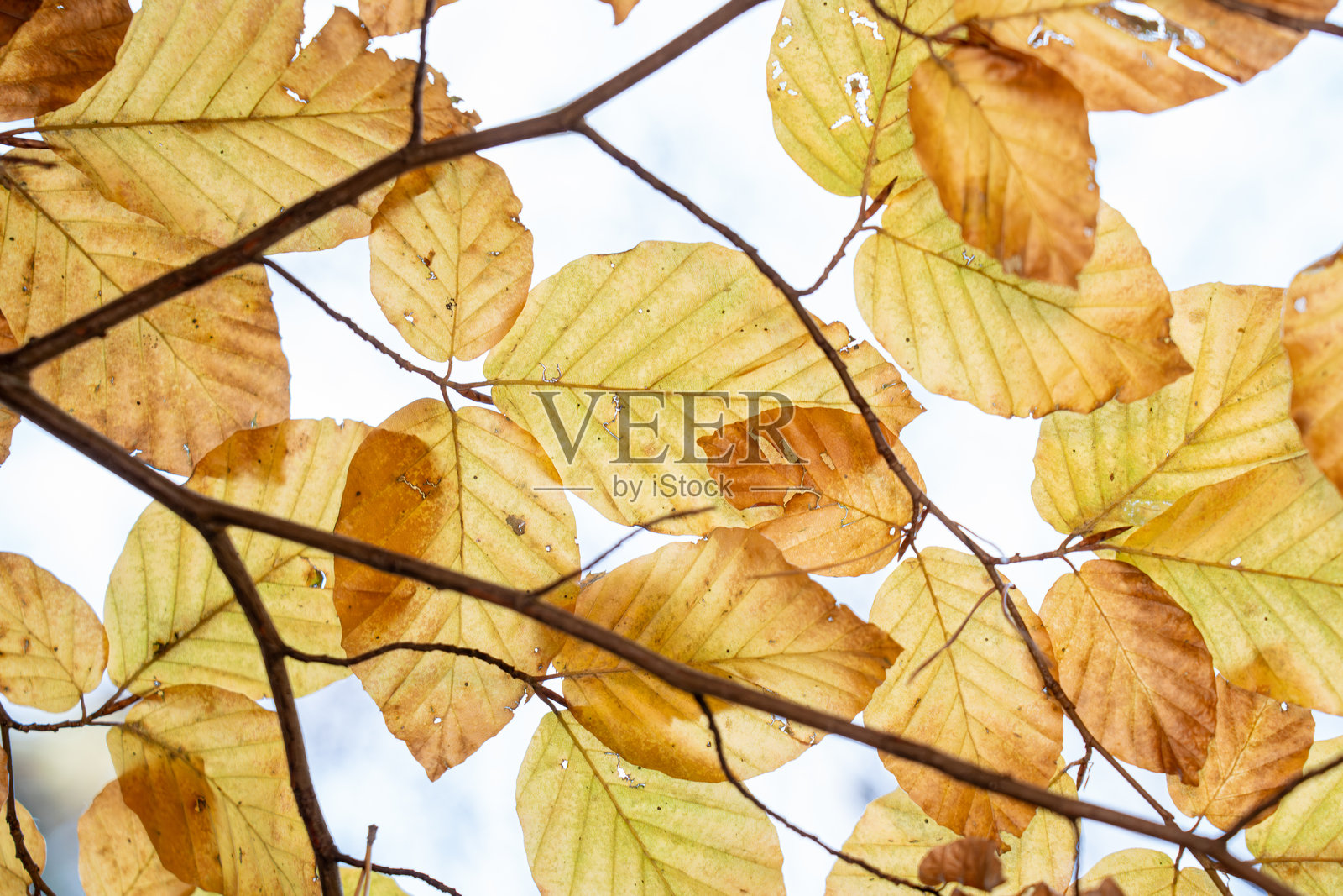 近景拍摄，亮日下枝头半透明的黄褐色山毛榉叶，叶脉和纹理清晰可见照片摄影图片