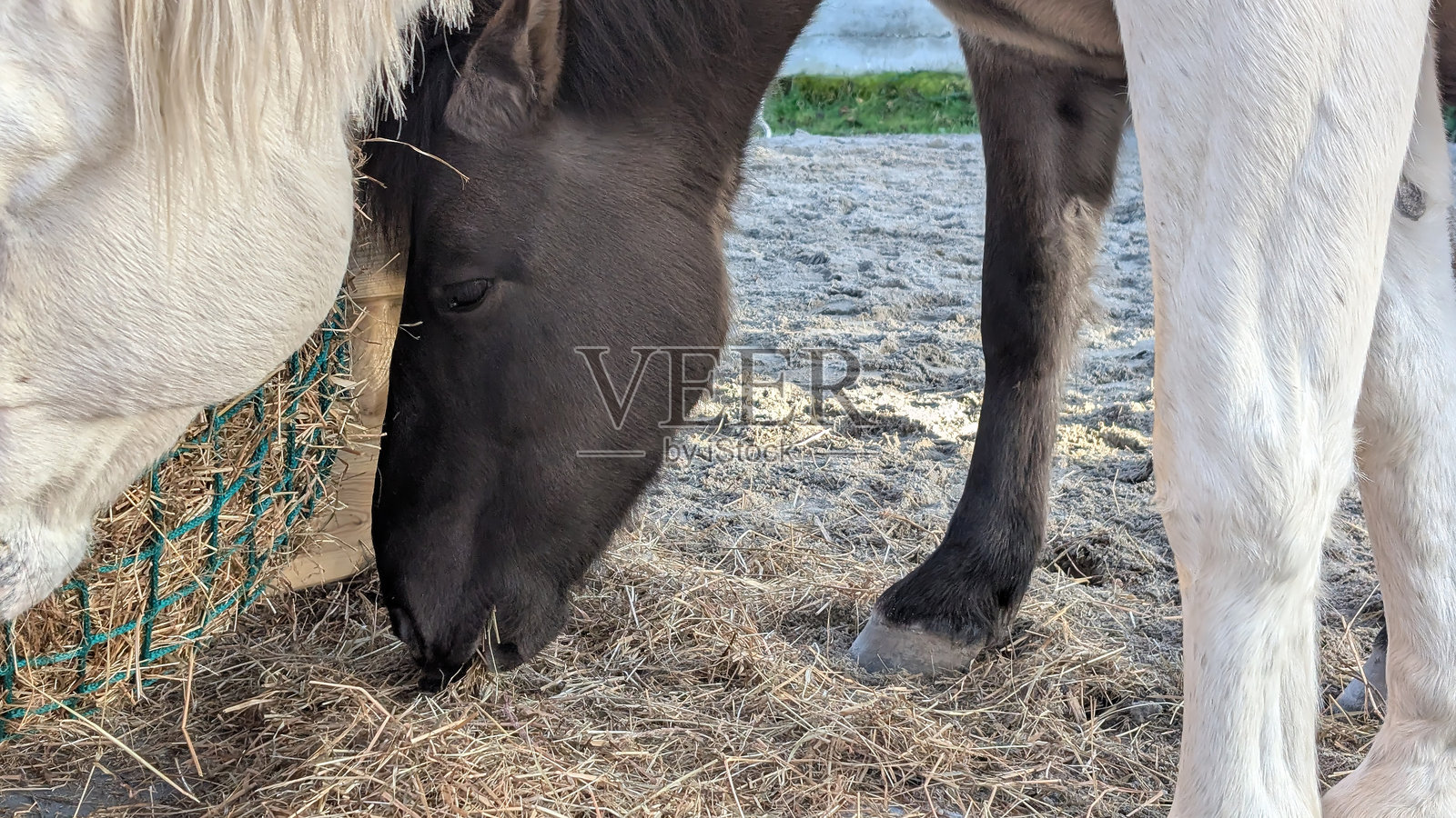 在金色的时刻，两匹马在马厩围场里吃着挂在食网里的干草。乡村农田风光。可供复制的空间照片摄影图片