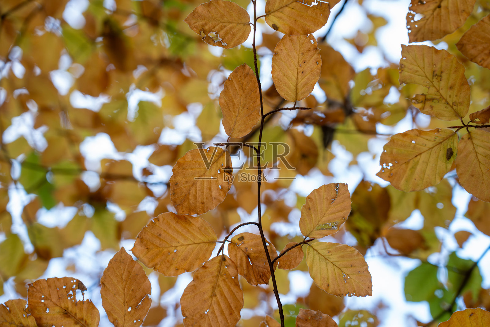垂直镜头捕捉到树枝上金黄色的山毛榉叶子，填满画面，背景是透过树叶的明亮模糊散景光。照片摄影图片