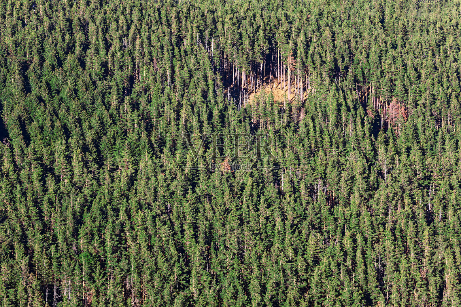茂密的常绿森林绵延整个景观照片摄影图片