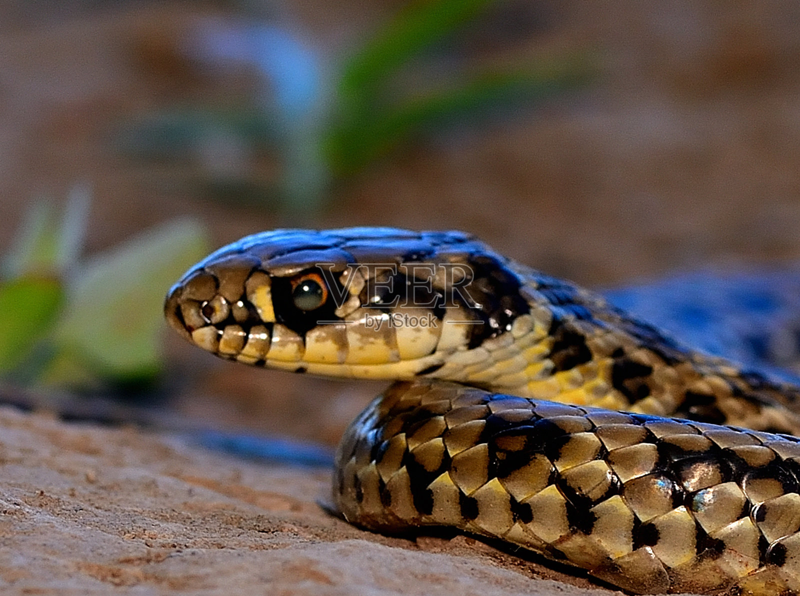 蛇照片摄影图片