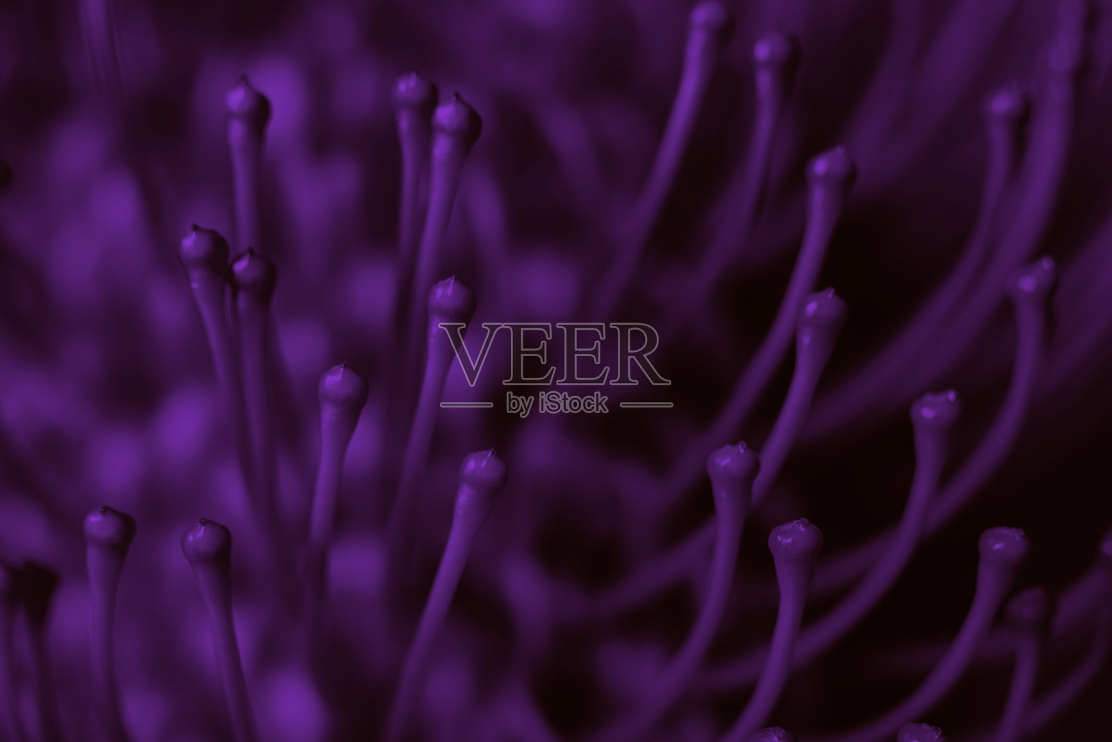 紫 leucospermum 艺术特写，具有超现实色调。现代室内设计、海报或数字艺术项目的艺术微距照片照片摄影图片