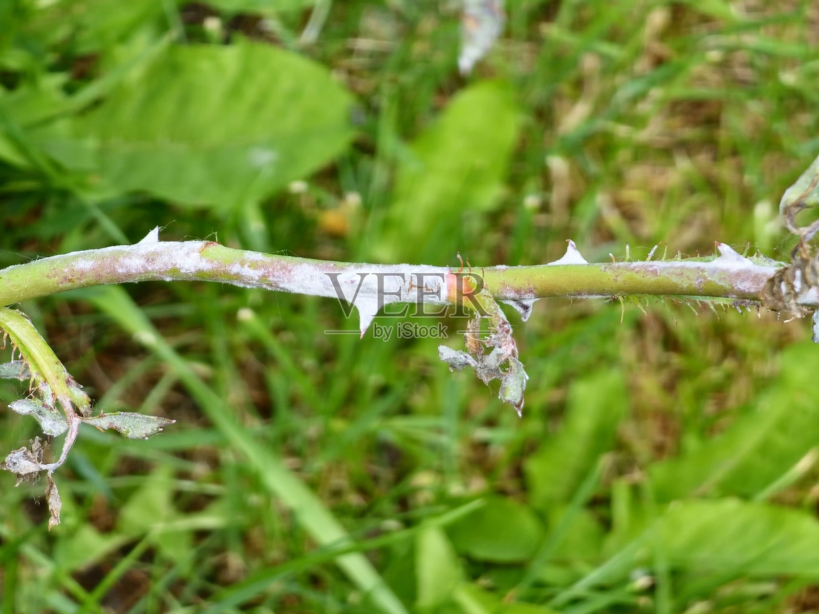玫瑰植物的叶子和树枝显示出真菌感染的症状。白粉病 Sphaerotheca pannosa var. rosae。选择性聚焦。照片摄影图片