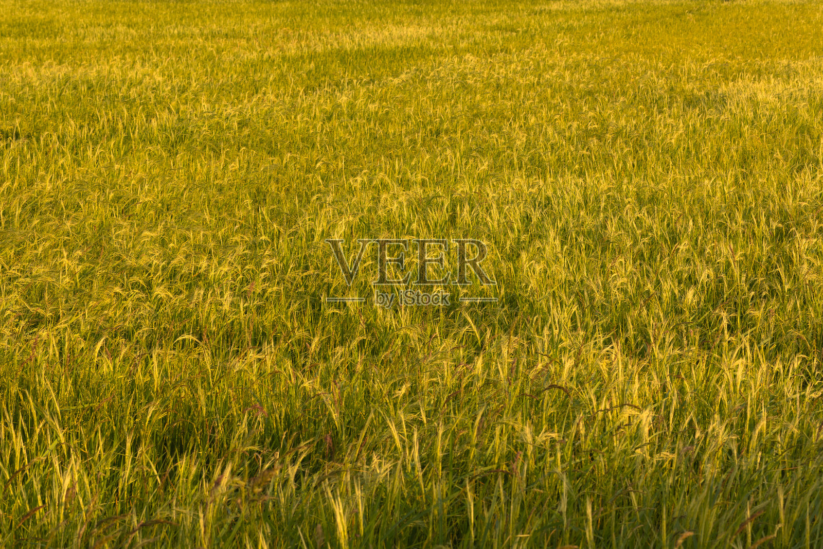 金色时刻的稻田风光，沐浴在温暖的晚霞中照片摄影图片