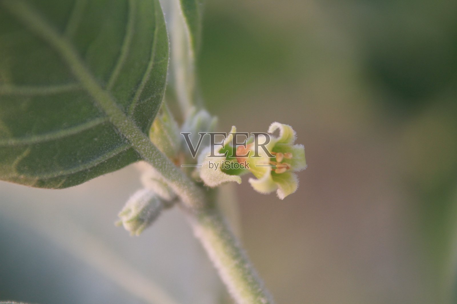 南非醉茄（Withania somnifera）的花照片摄影图片