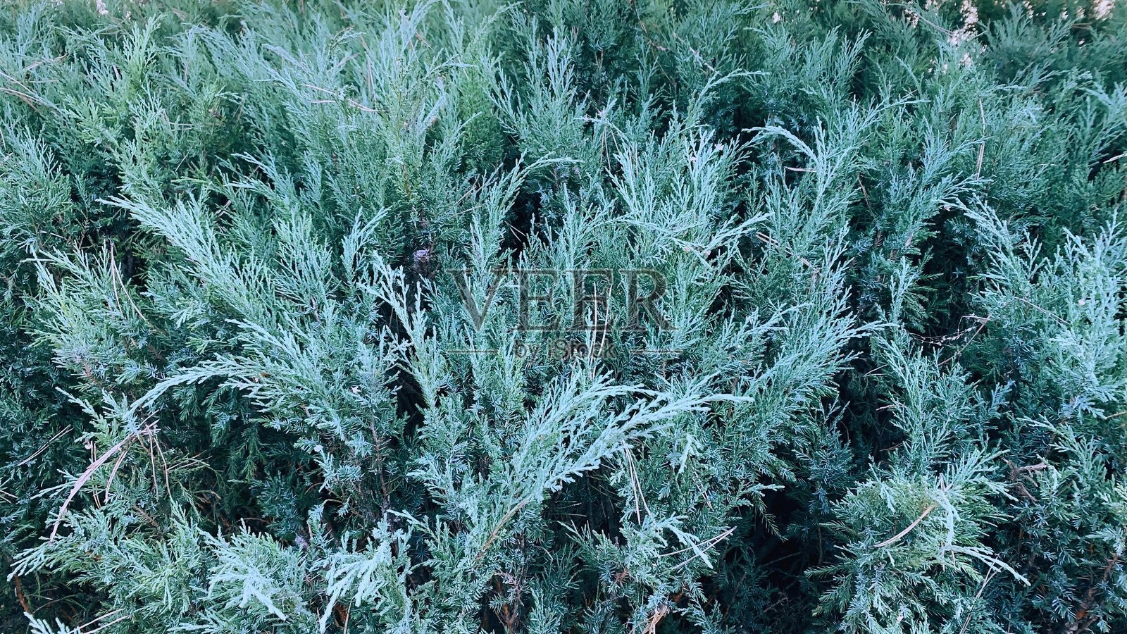 一丛郁郁葱葱的杜松，针叶呈蓝绿色照片摄影图片