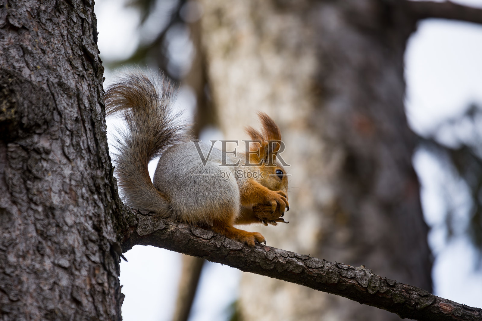一只可爱的毛茸茸的欧洲红松鼠（Sciurus vulgaris）坐在粗糙的云杉树枝上，啃食着一颗大核桃，在秋天的公园森林中营造出美丽的野生自然景象。照片摄影图片