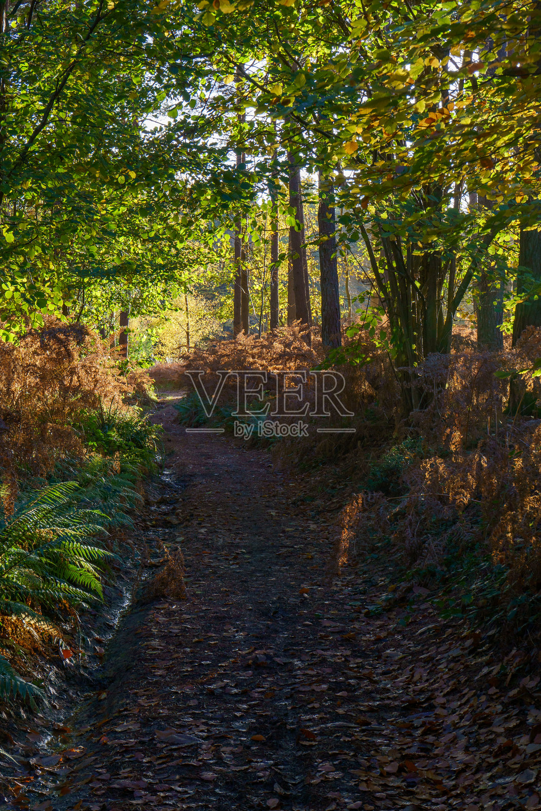 秋季林间小道，金色光辉洒满其间。照片摄影图片