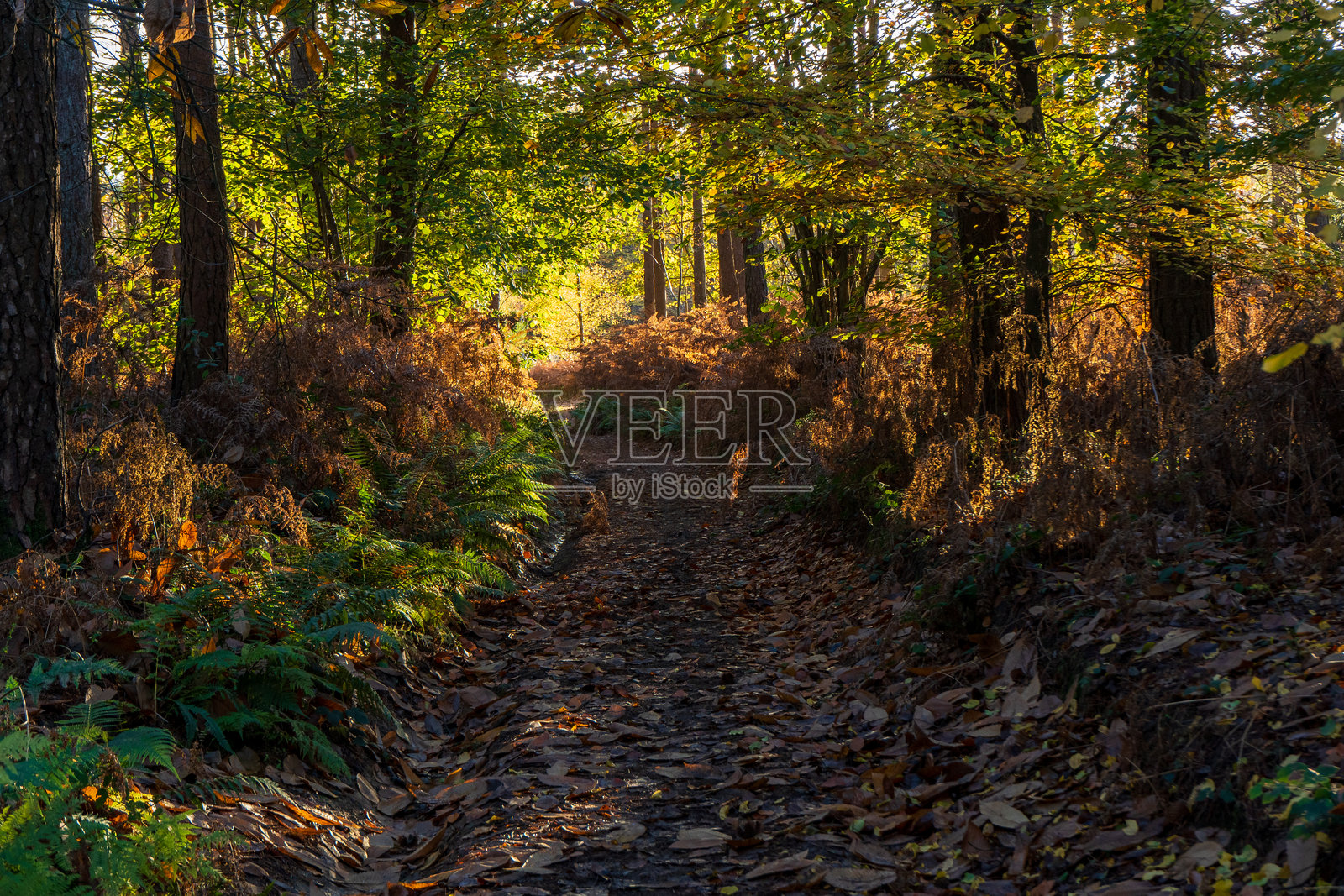 秋季林间小道，金色的光芒洒下。照片摄影图片