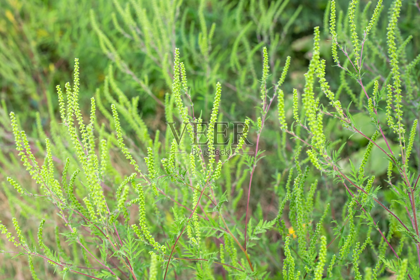 绿色的开花豚草灌木。一种过敏性植物。一种危险的检疫杂草照片摄影图片