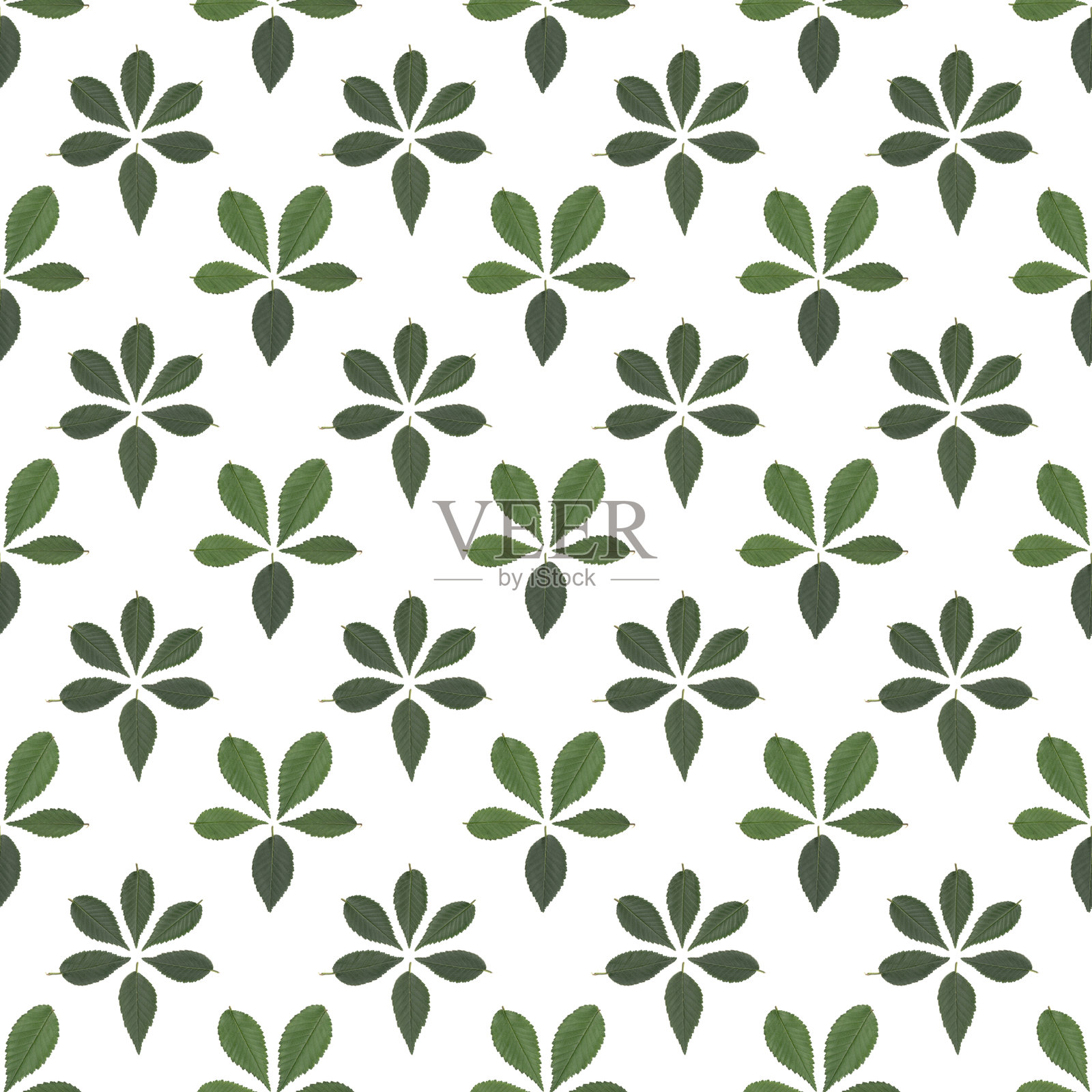 干净的平面构图，新鲜的绿叶在明亮的白色背景上排列，形成自然的装饰布局，适合现代设计项目和创意有机主题视觉。照片摄影图片
