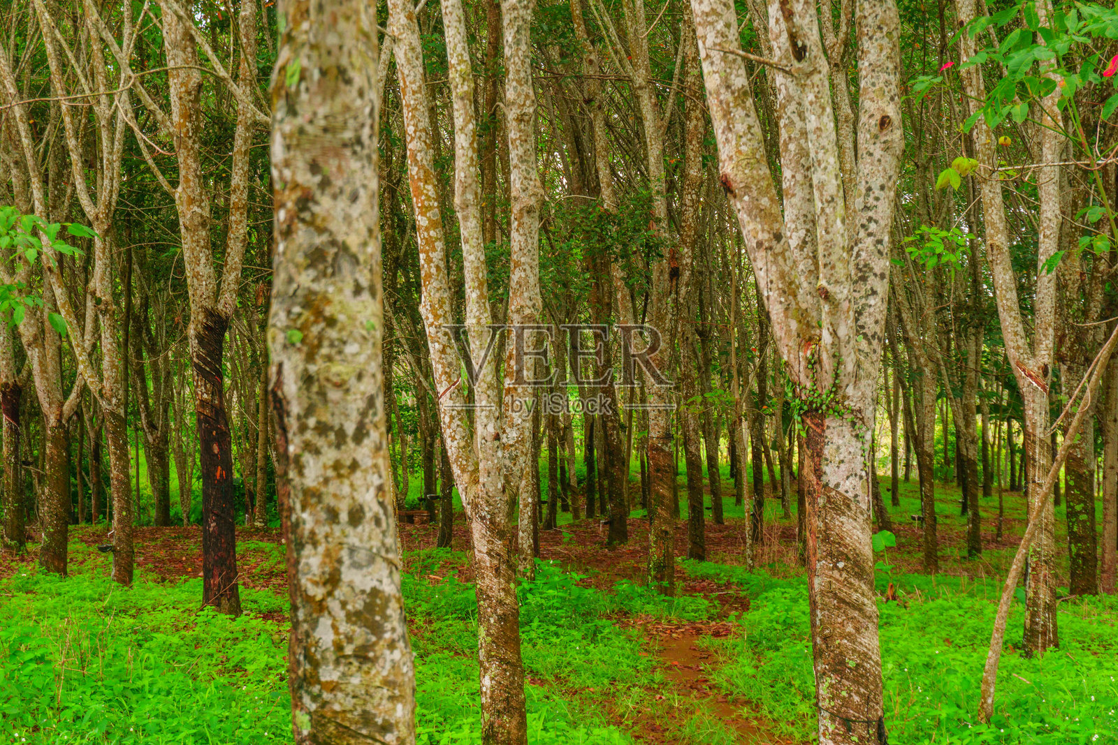 印尼美丽的晨景全景，稻田呈现出绚丽的色彩，天空沐浴在自然光中照片摄影图片