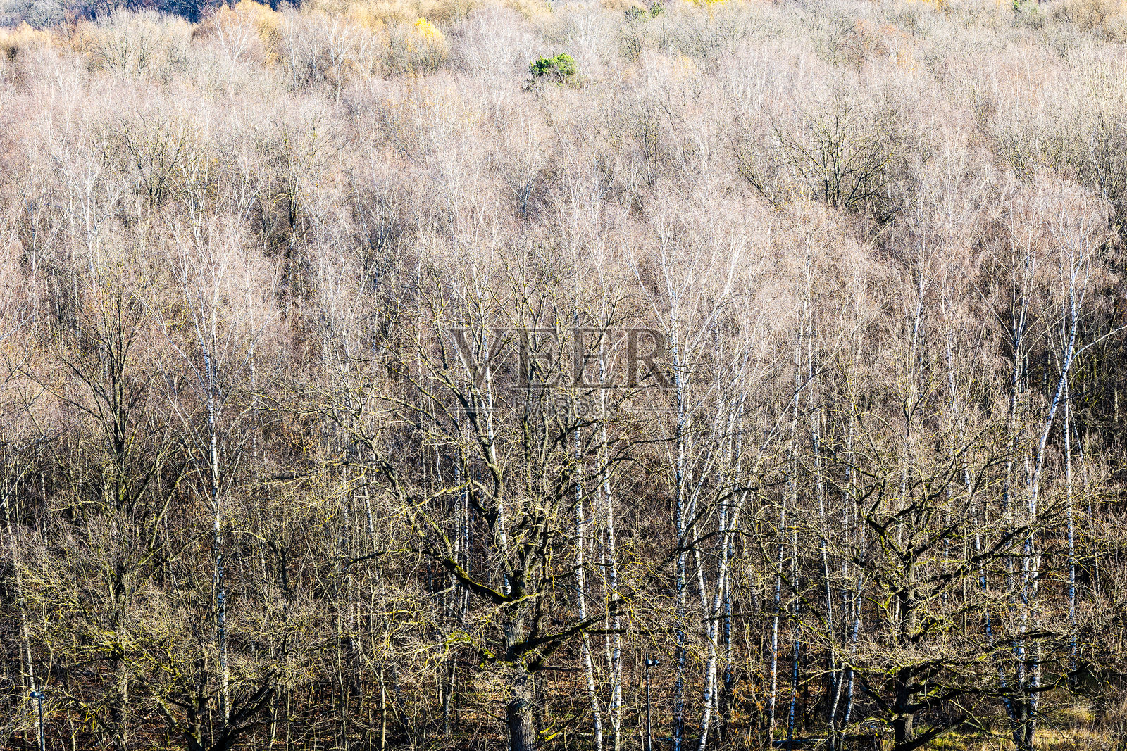 秋季森林中光秃的橡树和桦树照片摄影图片