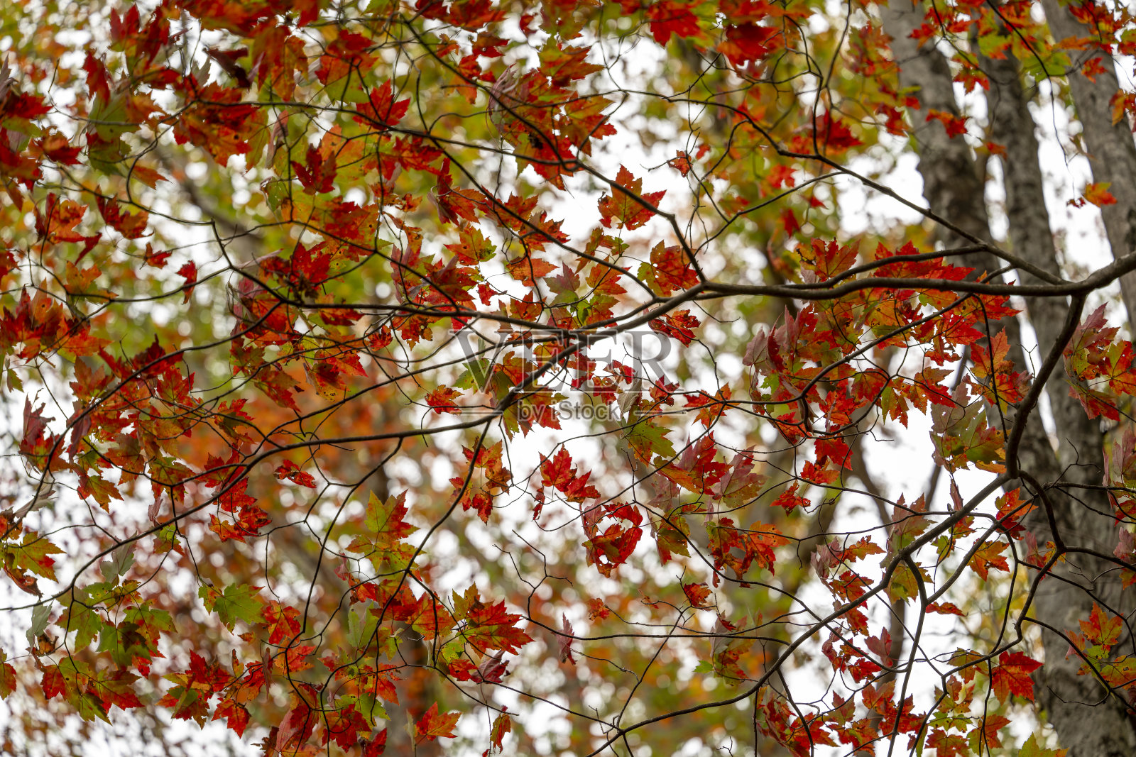 国家公园新河大桥照片摄影图片