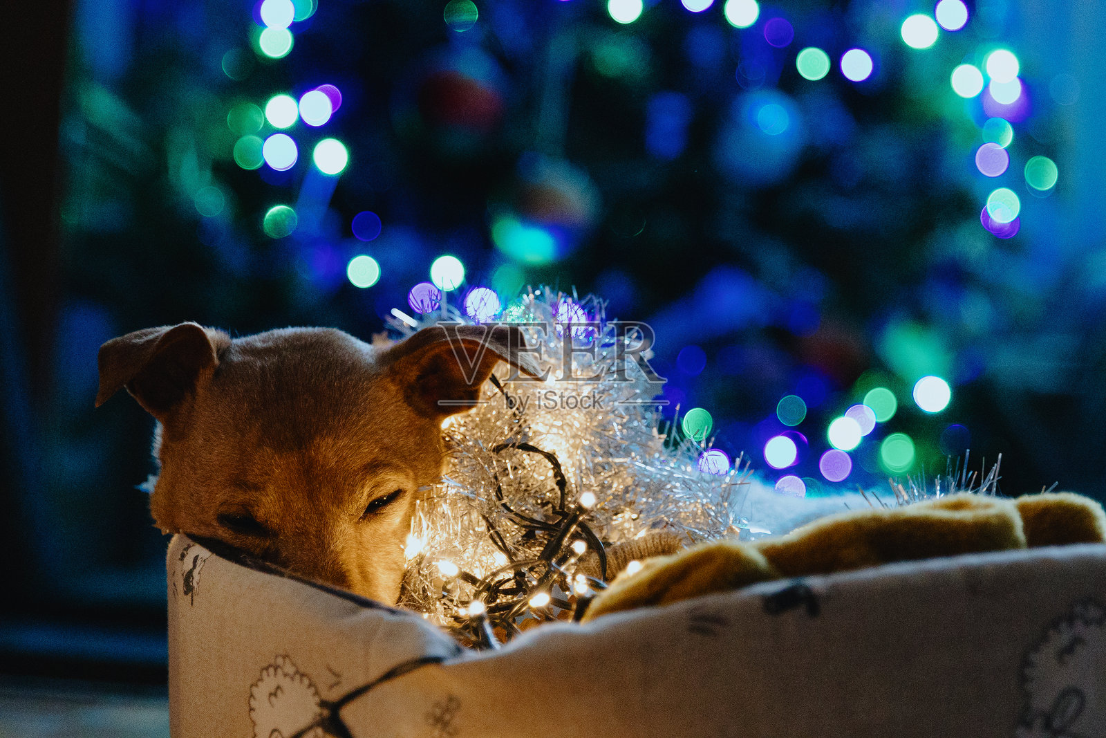 圣诞树下，一只打盹的狗狗正舒适地躺在床上，周围散落着彩带和花环。照片摄影图片