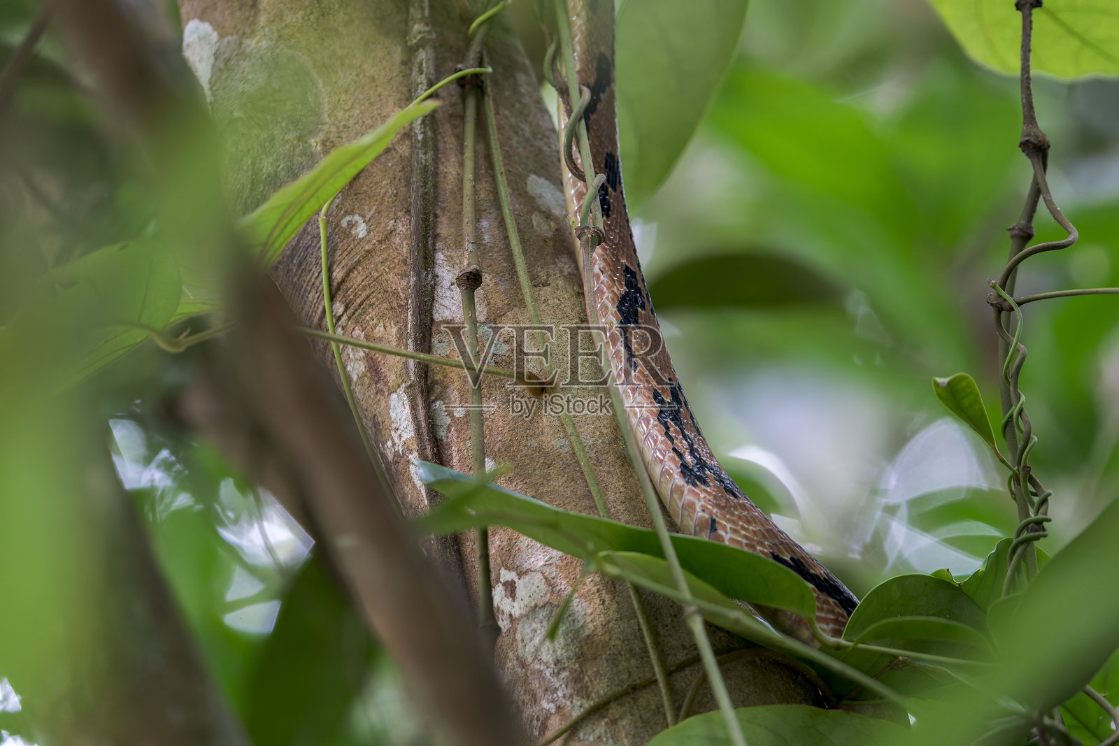 一条棕黑色的犬齿皴蛇（Boiga cynodon）正在亚洲新加坡的一根树枝上攀爬。照片摄影图片