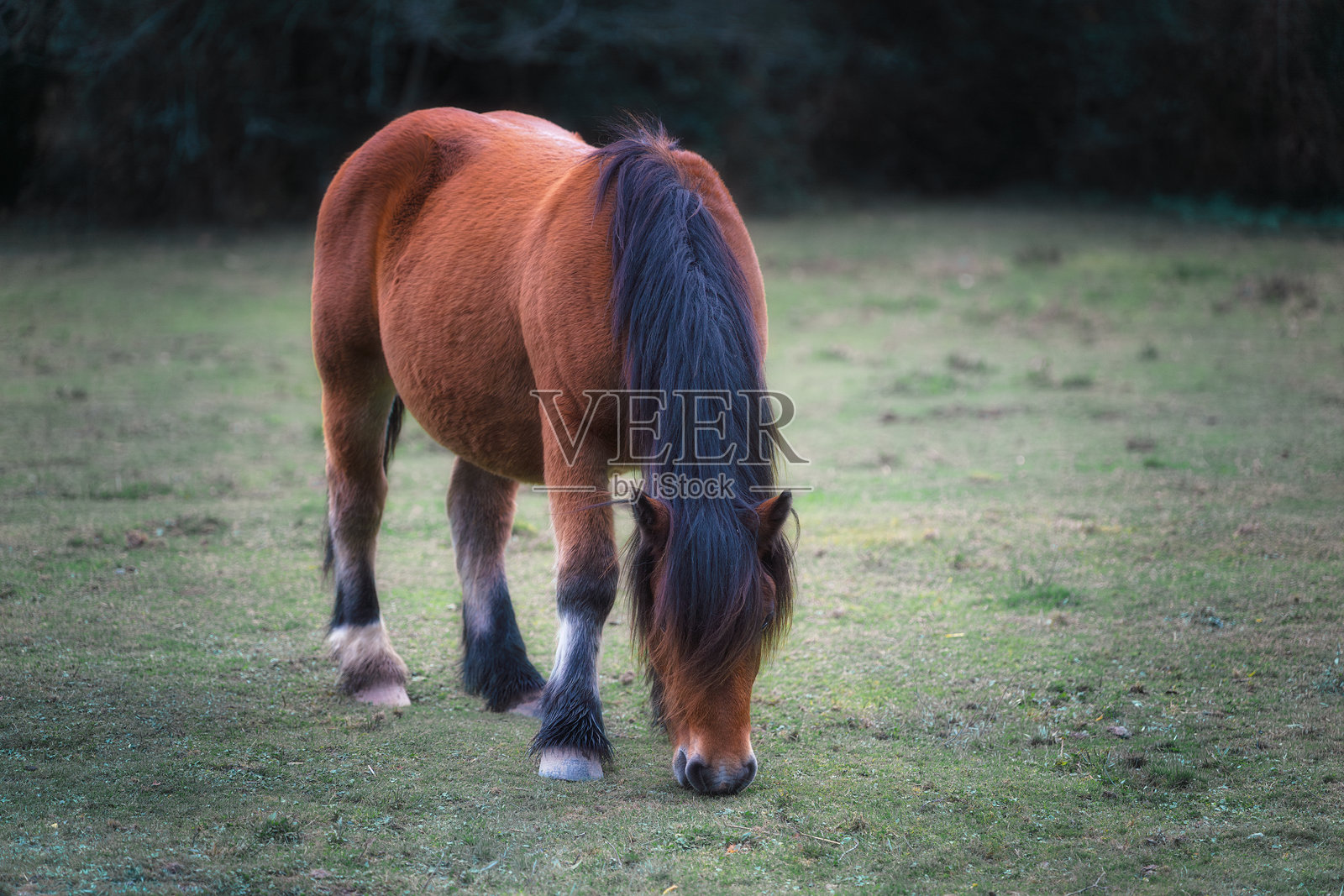 黑鬃野马正在吃草照片摄影图片