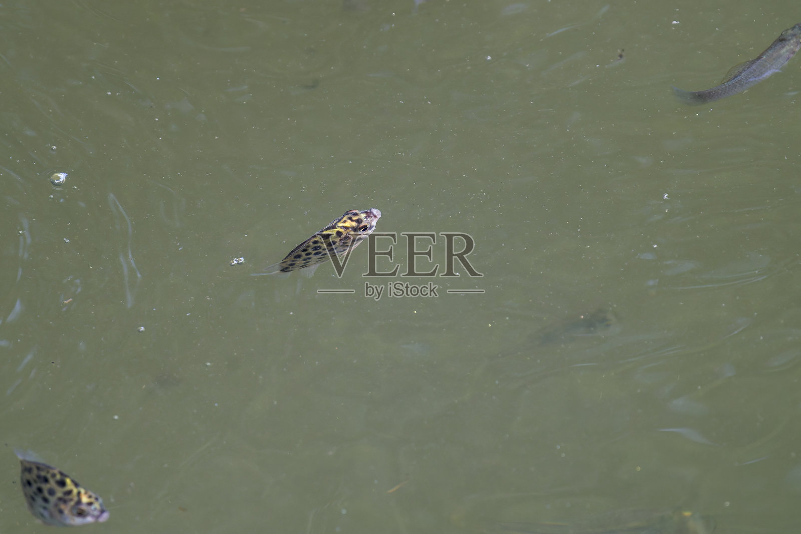 在亚洲新加坡野外游动的斑点鲉（Scatophagus argus）。照片摄影图片