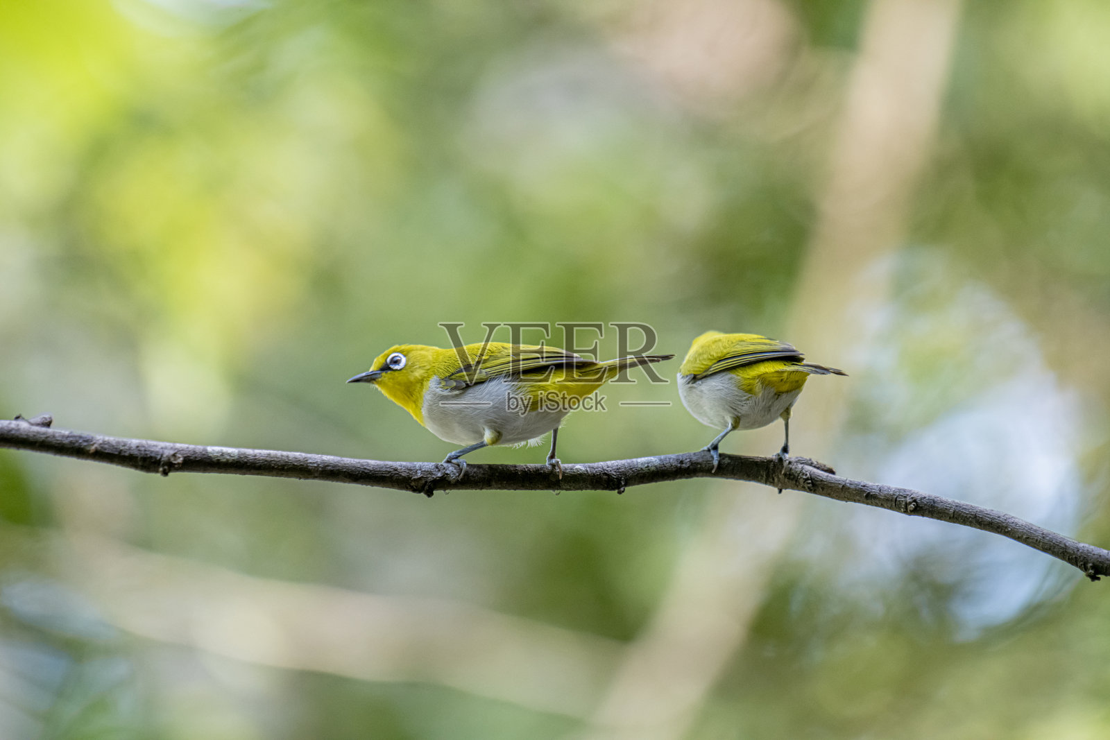 东方白眼，一种小型、群居且活跃的雀形目鸟类。照片摄影图片