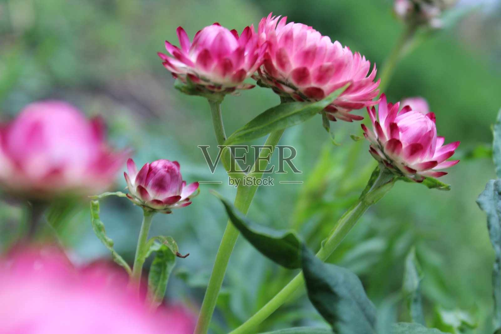 盛开的鲜艳粉色麦秆菊特写照片摄影图片