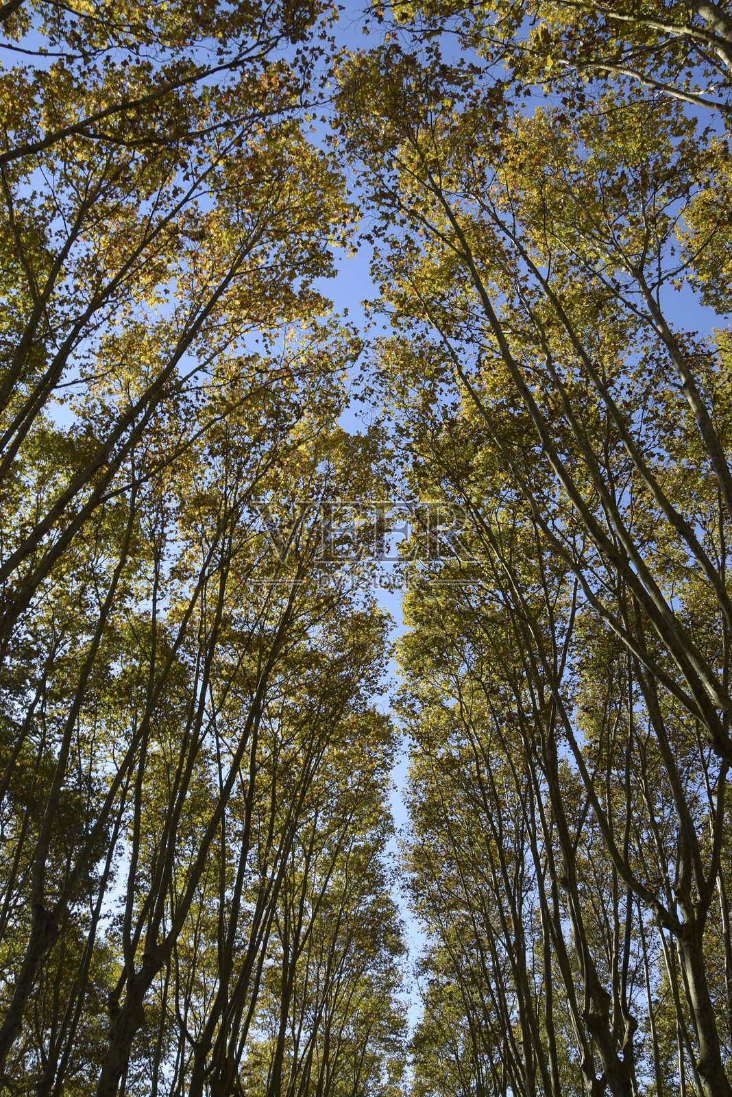 从下方拍摄的梧桐树照片照片摄影图片