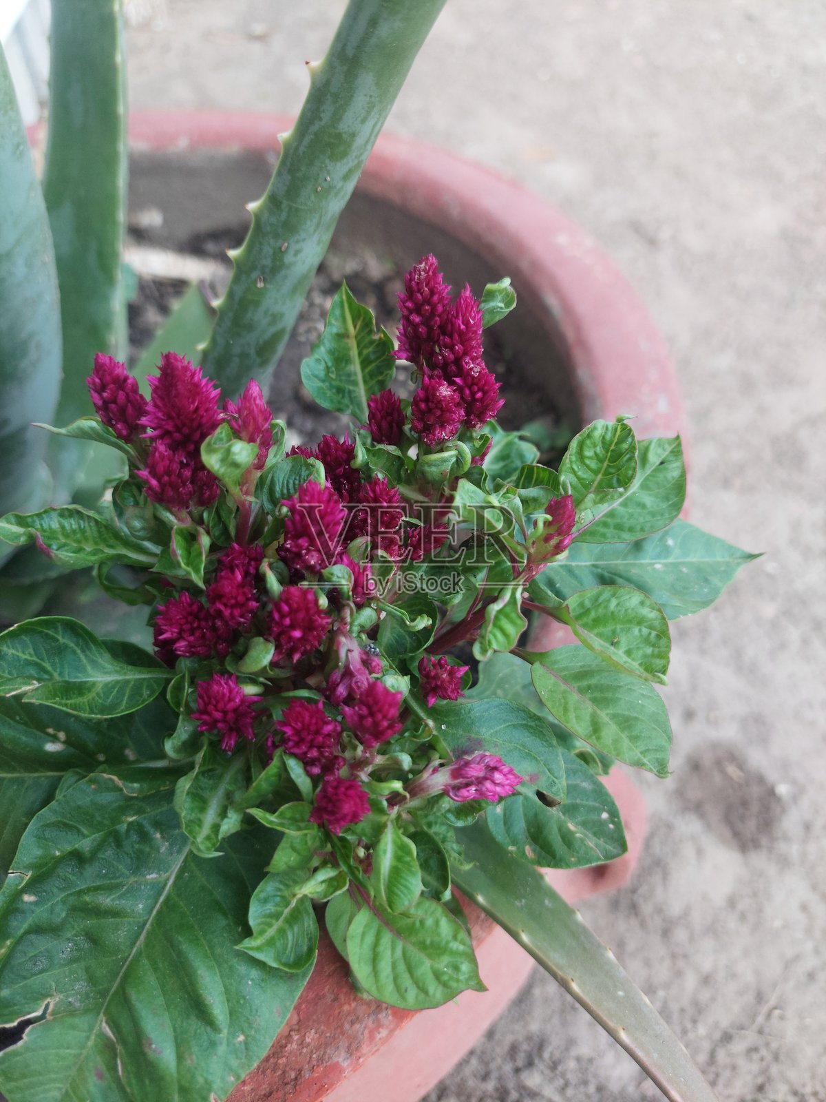 鲜艳的鸡冠花在陶盆中茁壮成长，为任何空间增添一抹美丽照片摄影图片