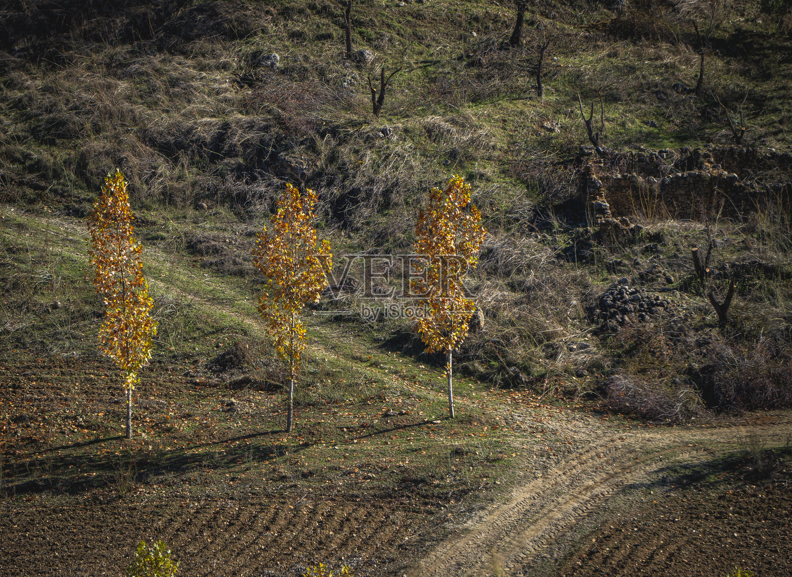 西班牙龙达的金色秋日照片摄影图片