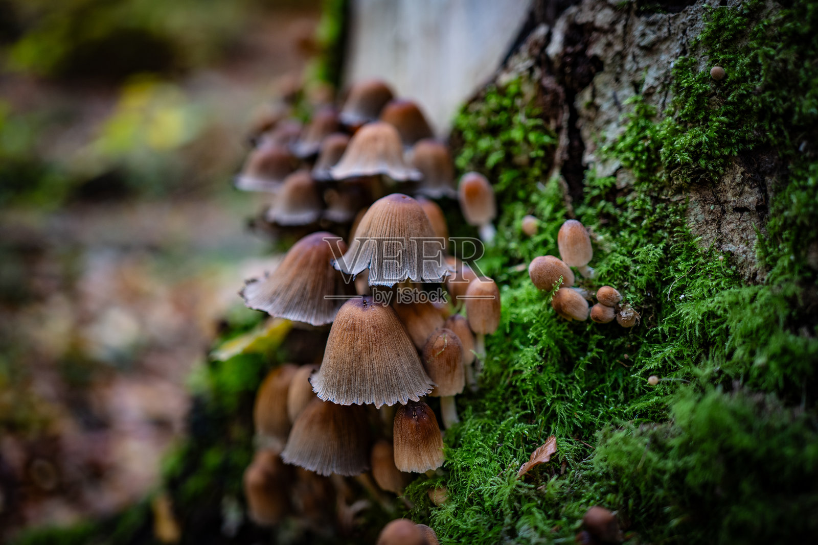 秋季森林中的蘑菇照片摄影图片