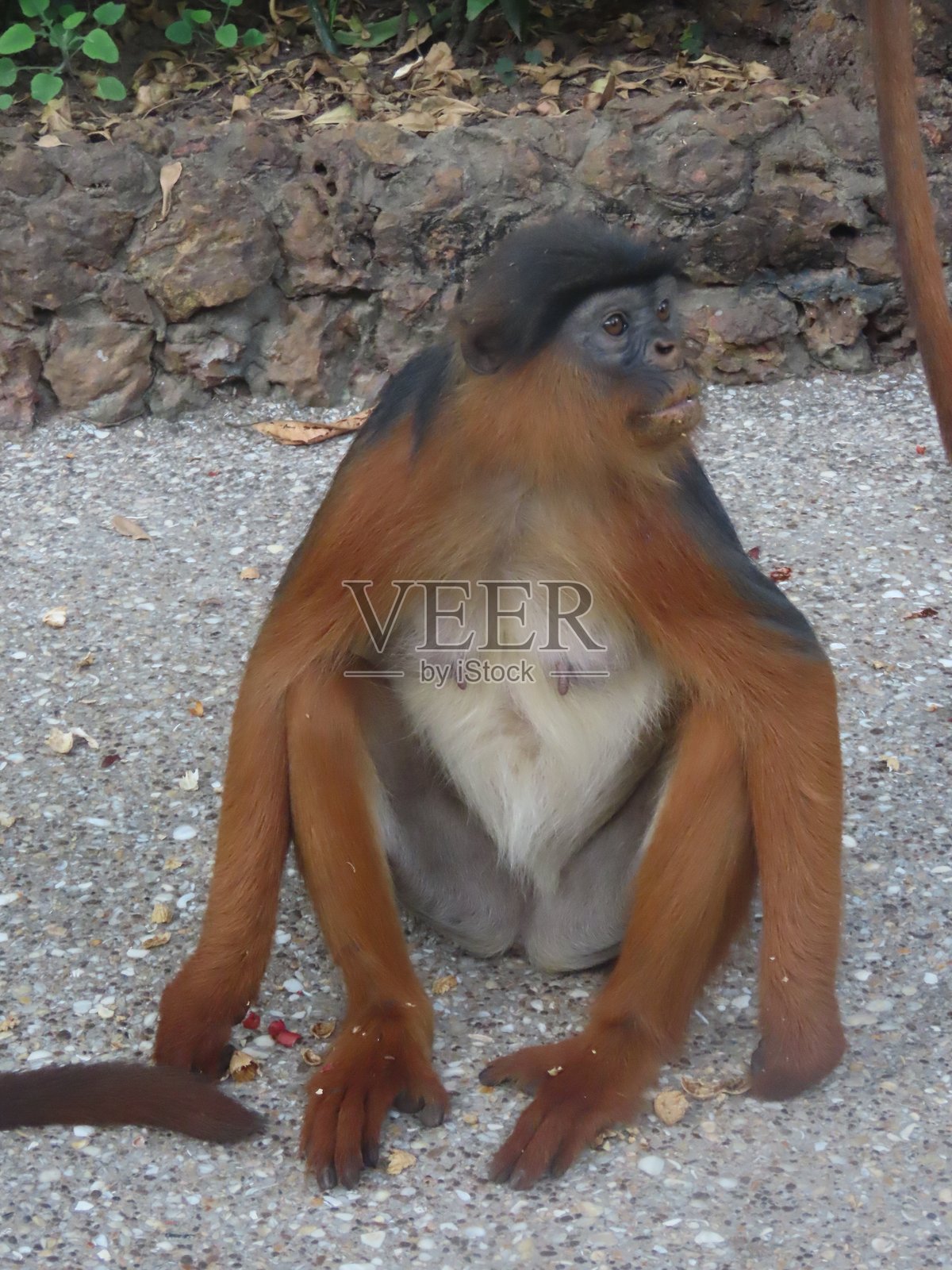 西部红疣猴照片摄影图片