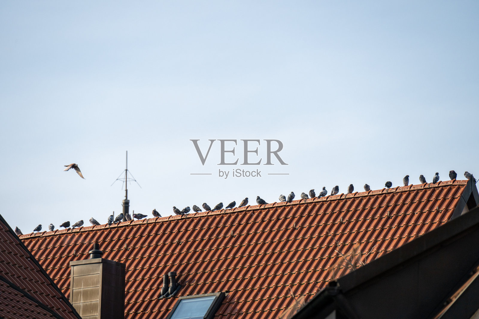 城市鸽子栖息在房屋屋顶的山墙上。照片摄影图片