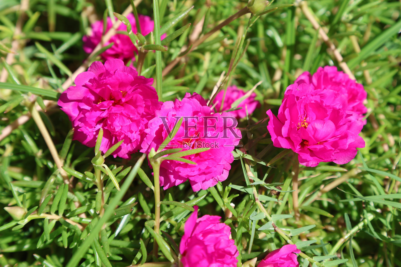 马齿苋，绿草地上明艳的花朵照片摄影图片