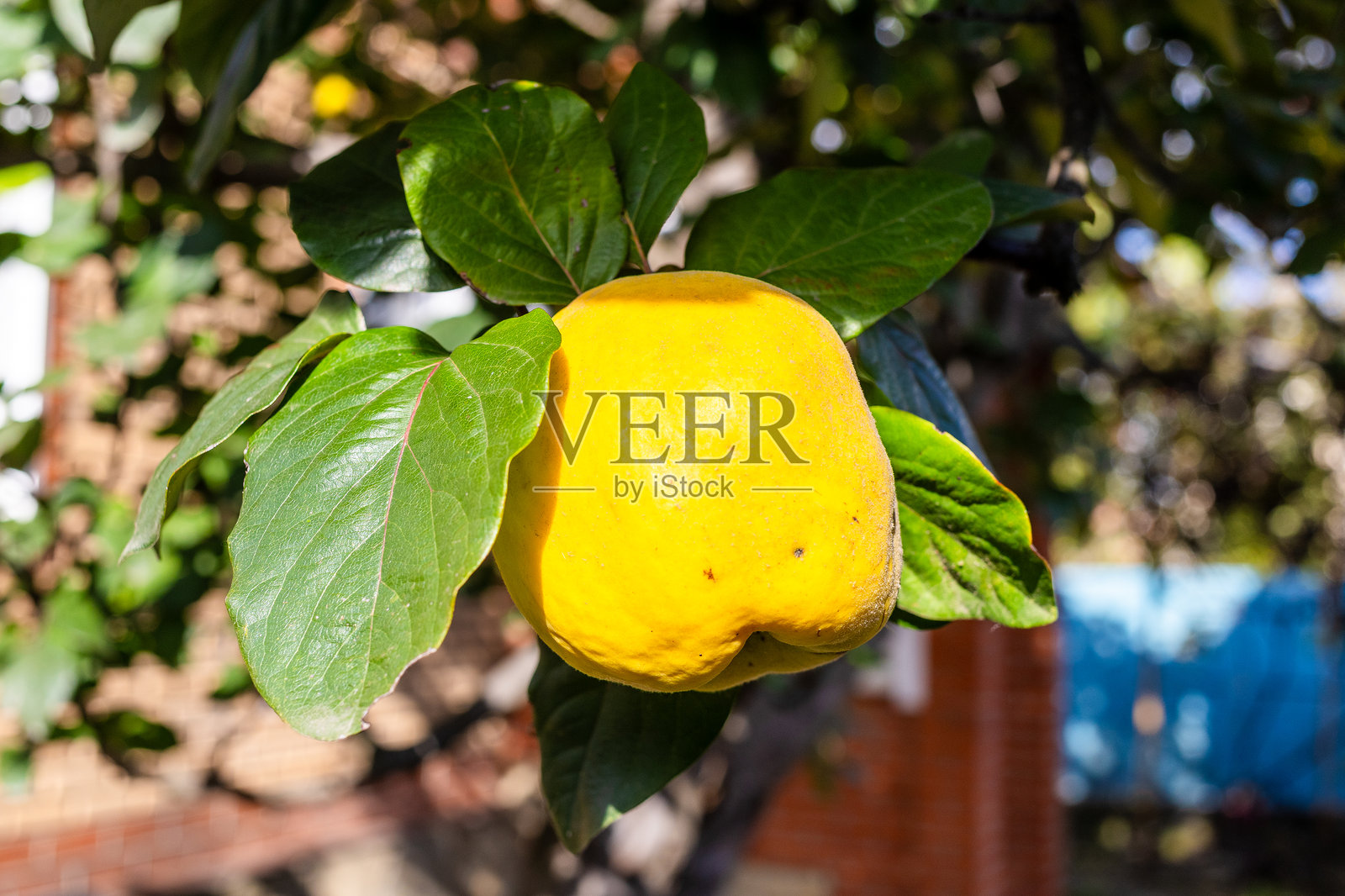 成熟的黄色榅桲果挂在乡村院子里的树上照片摄影图片