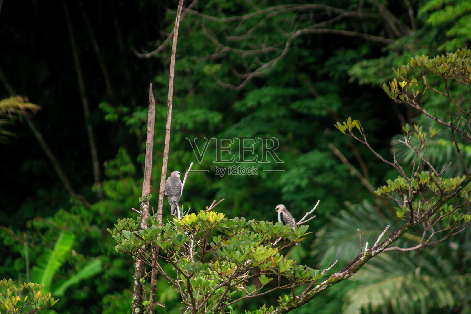 印度尼西亚美丽的晨景全景，稻田风光，色彩绚丽，天空光照自然照片摄影图片
