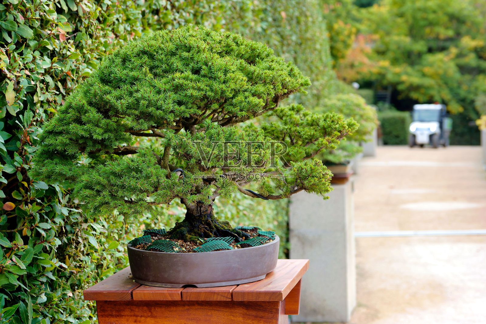 白天，一棵盆景树被放置在宁静花园的木架上，四周环绕着绿意。照片摄影图片