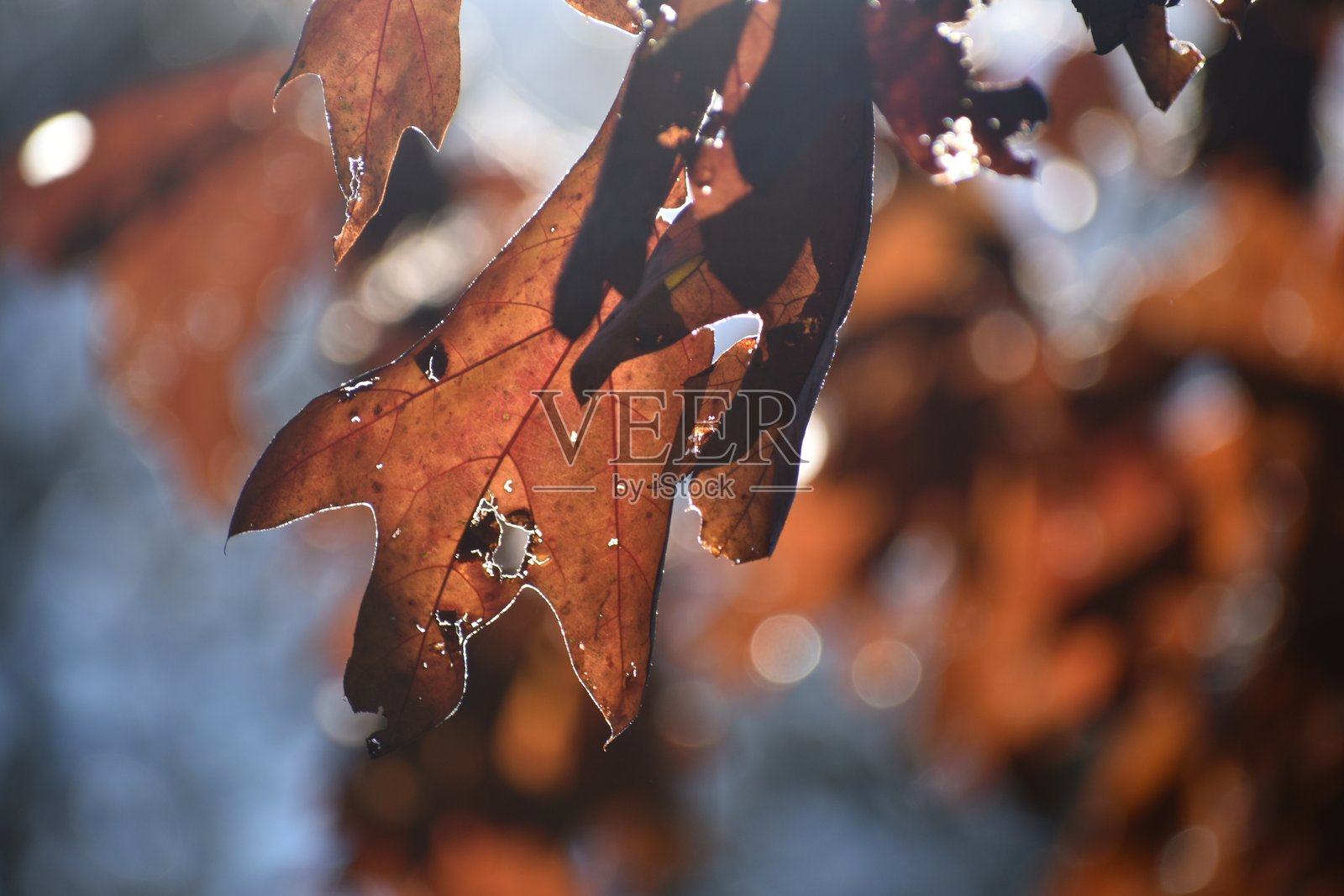秋天的色彩照片摄影图片